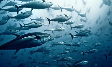 Tuna Fisheries Tuna Fisheries